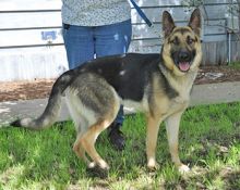 Toby, a black and tan german shepherd