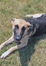 Velma, a black and cream german shepherd, laying down