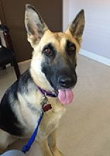 Velma, a black and cream german shepherd, sitting down