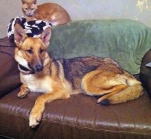 Willow, a black and tan german shepherd with a cat