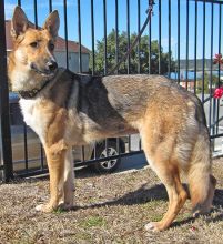 Willow, a black and tan german shepherd