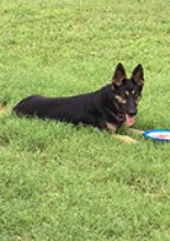 Xena, a black and tan german shepherd with a tan mask, laying on the grass