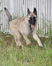 Chase, a tan and black german shepherd running