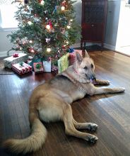 Heidi, a tan and black german shepherd in front of a christmas tree