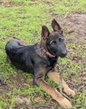 Ruby, a black and tan german shepherd and belgian malinois mix puppy